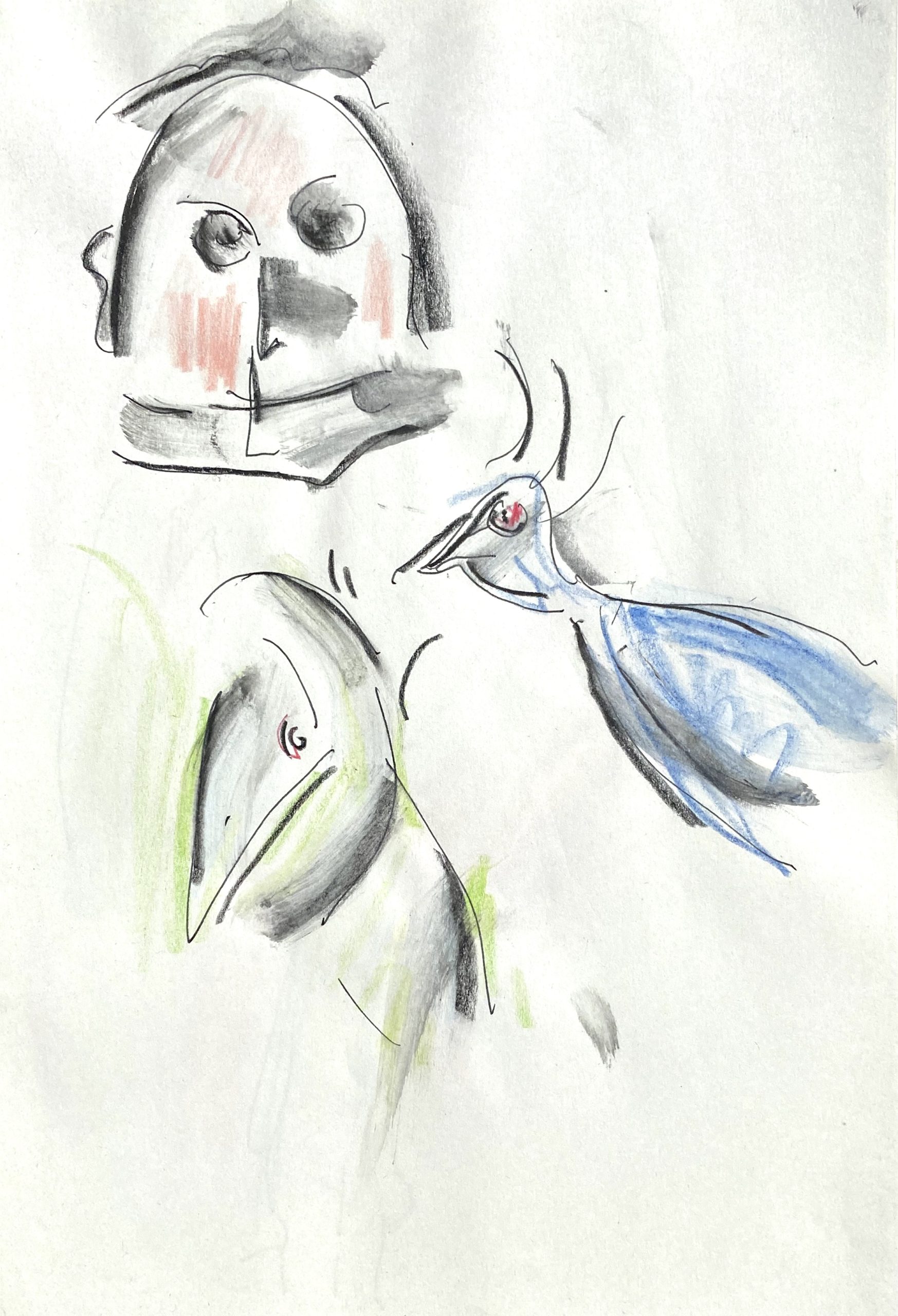 bird studies