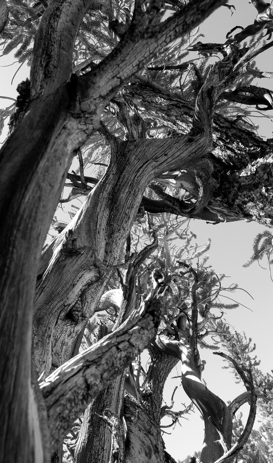 arcing tangle