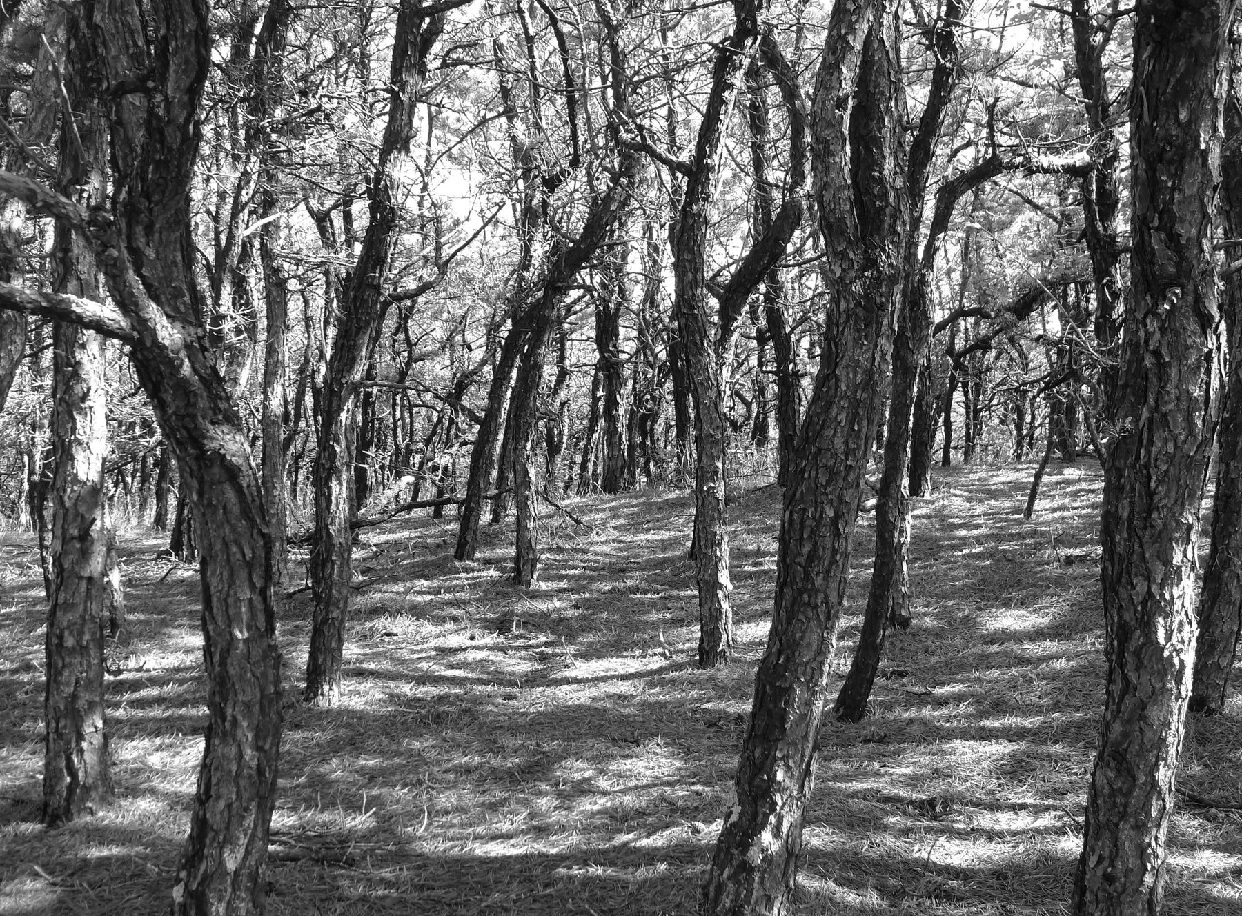 beach trail 2