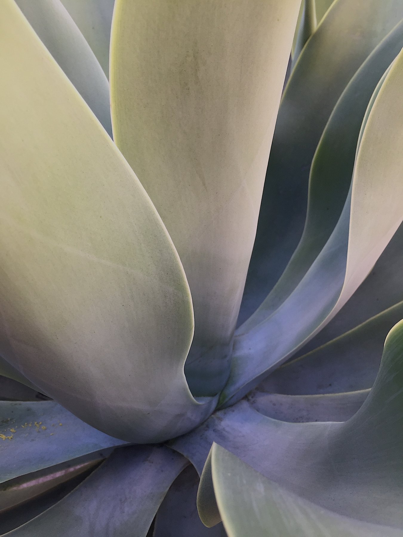 frond 7