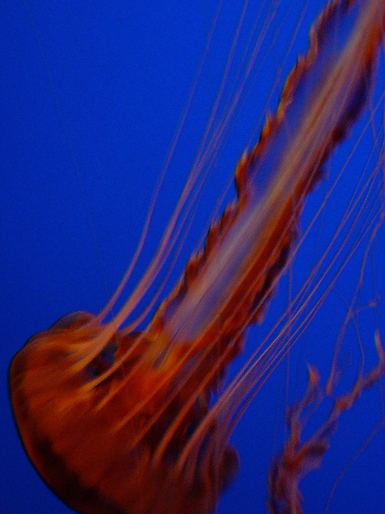 jelly 10