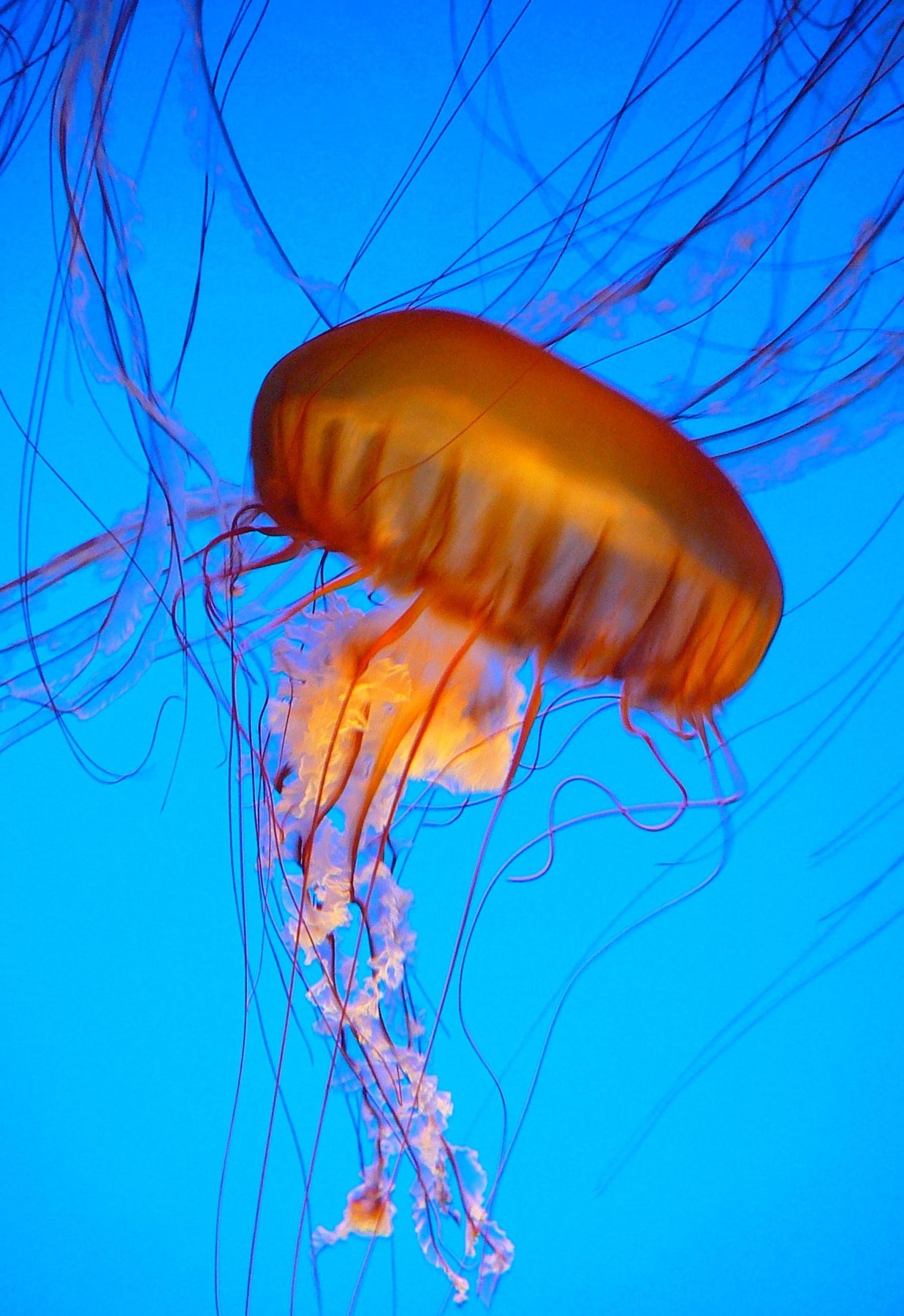 jelly 14