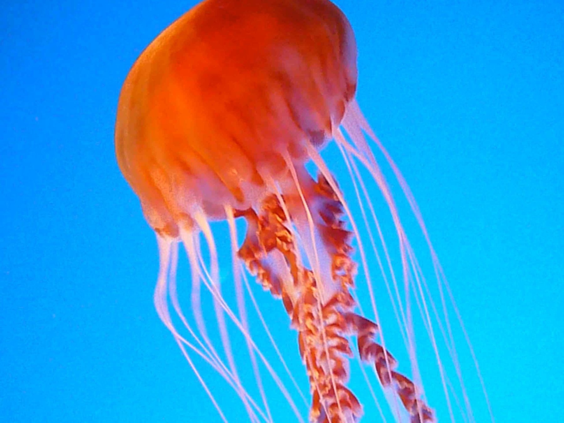 jelly 16