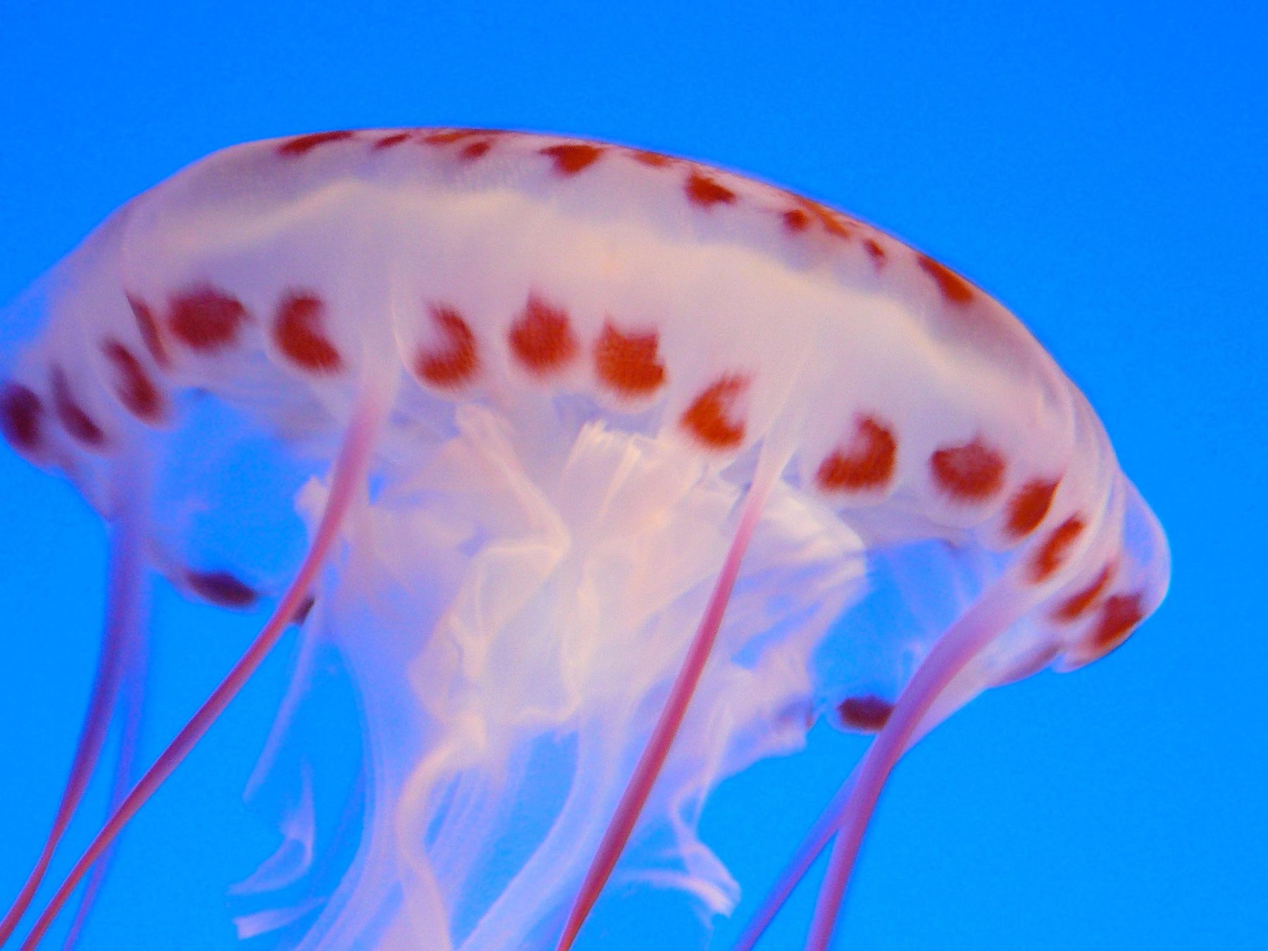 jelly 2