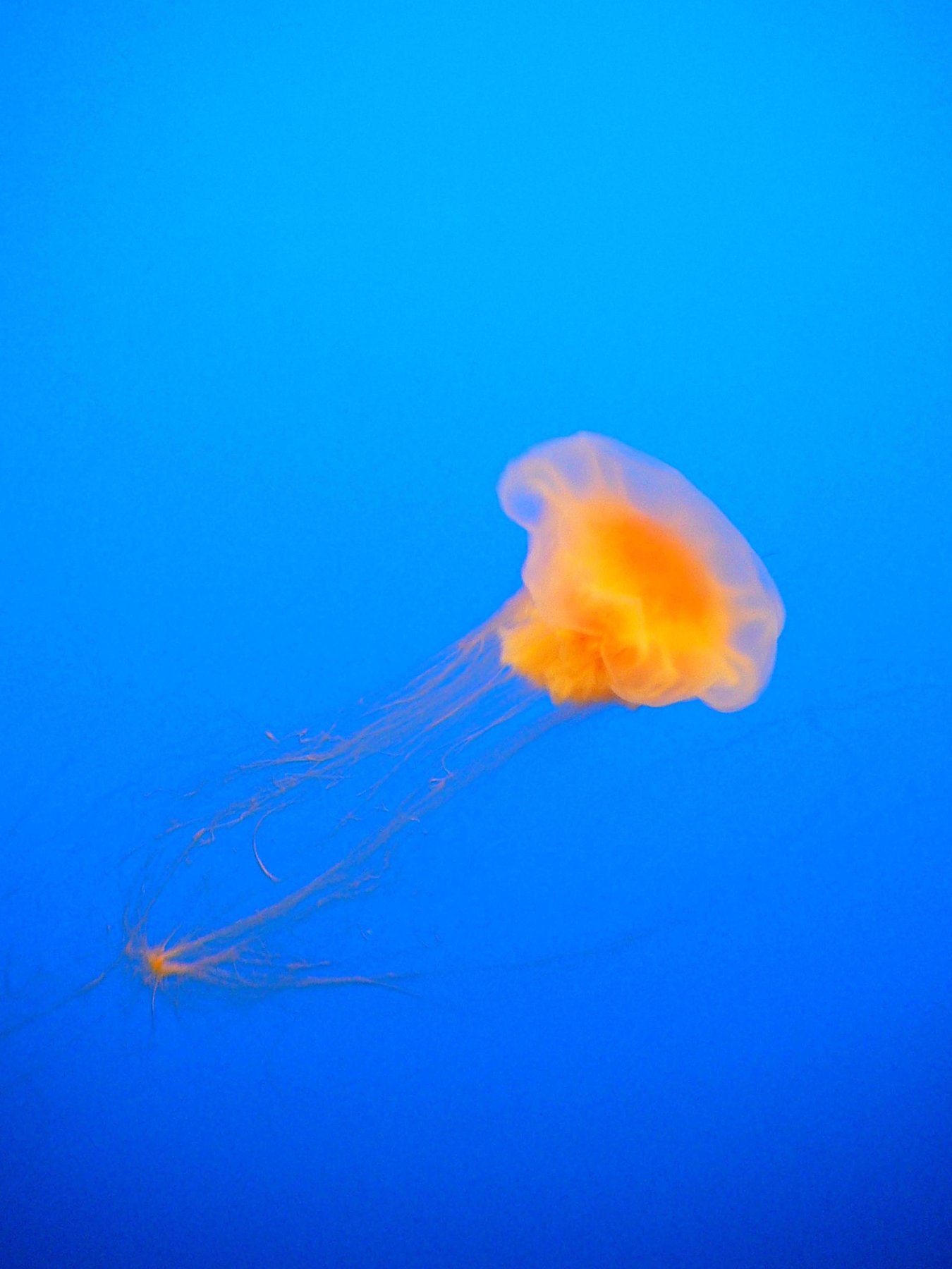 jelly 4
