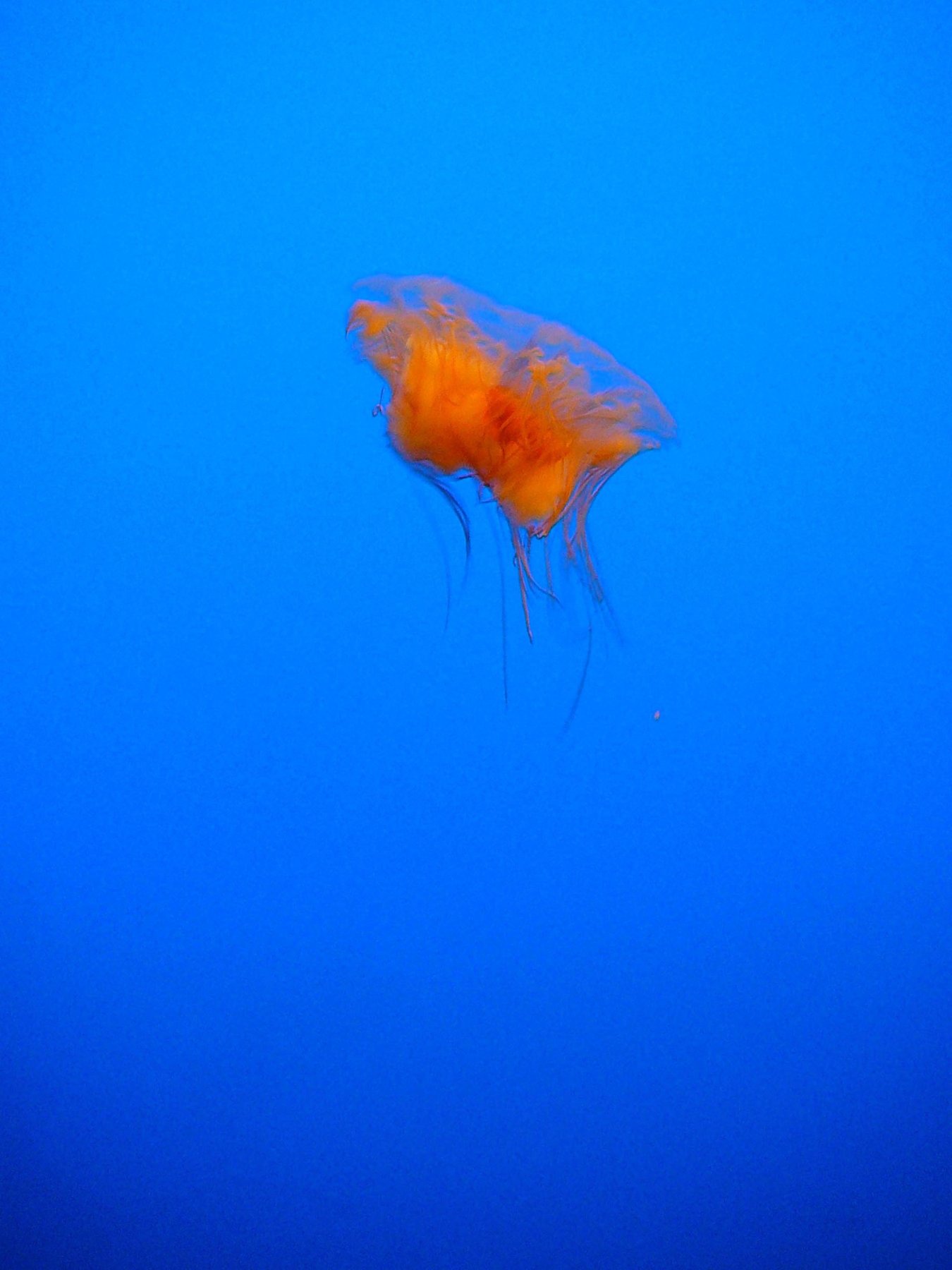jelly 5