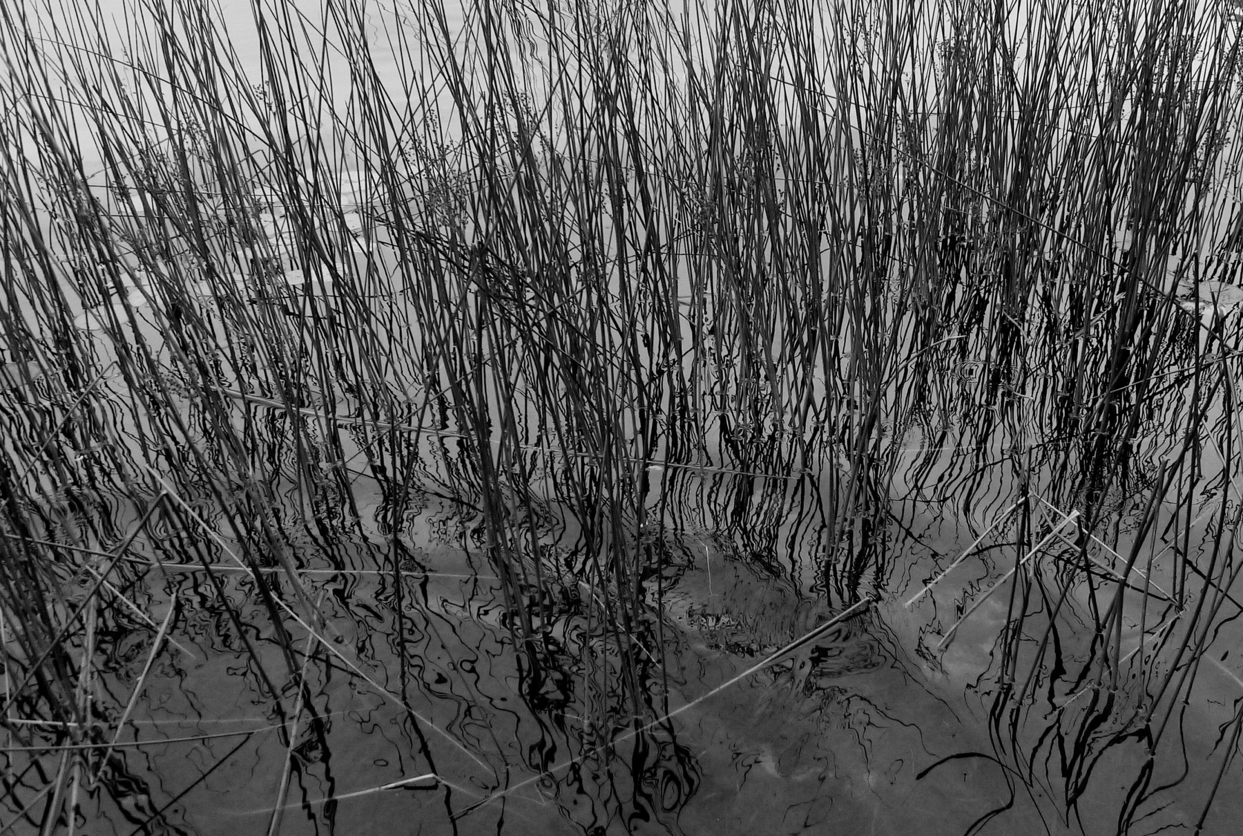 pond 3