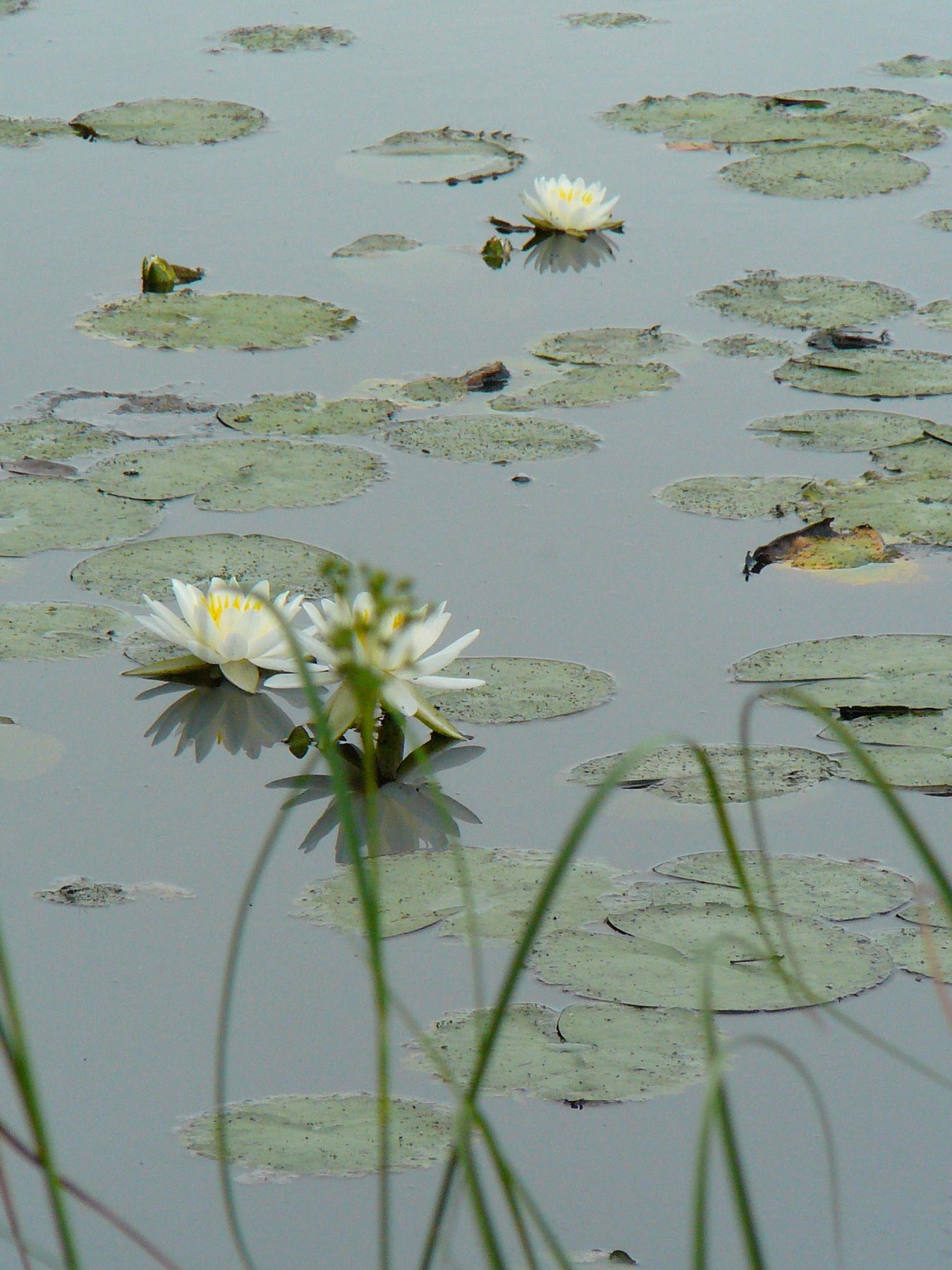 pond 5