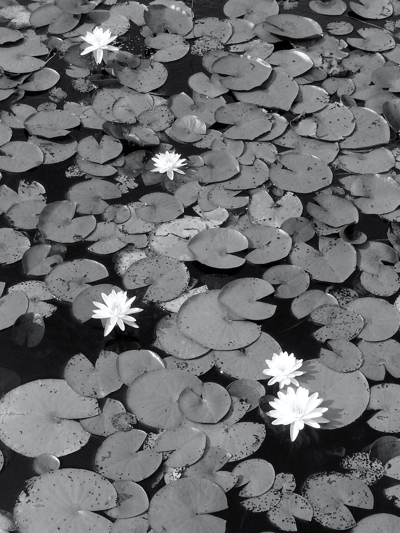 pond 7