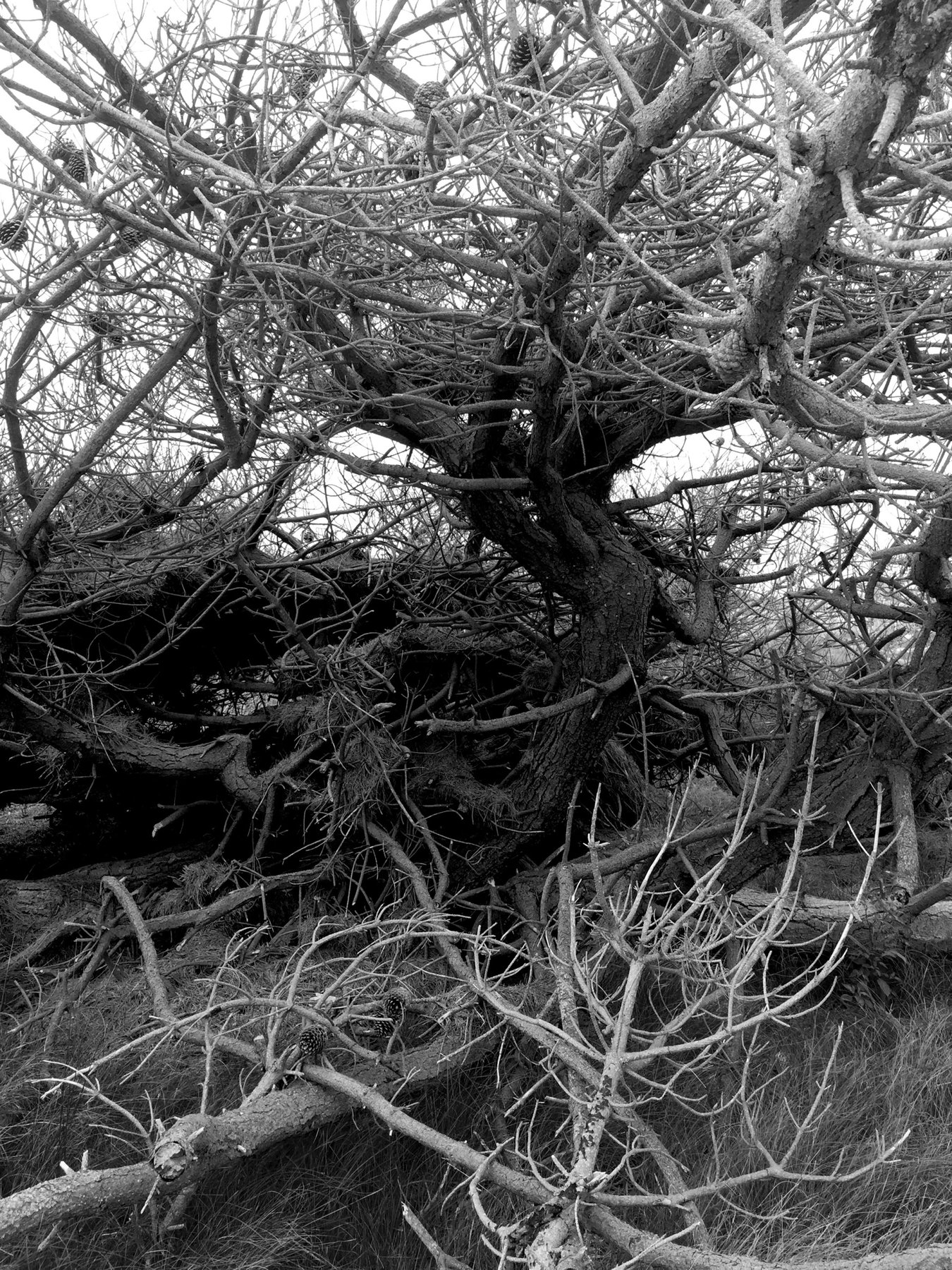 tangle 6