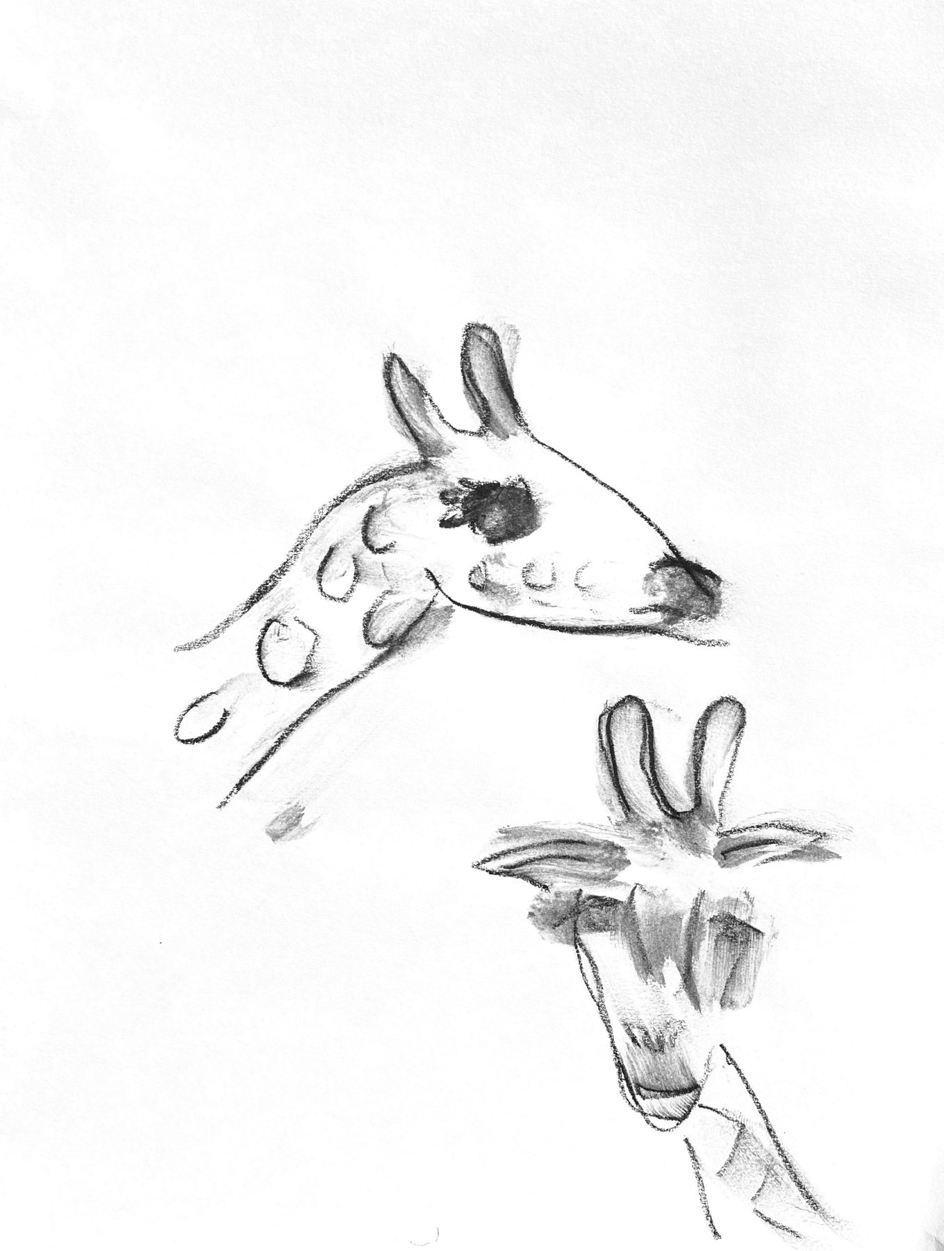 two giraffes
