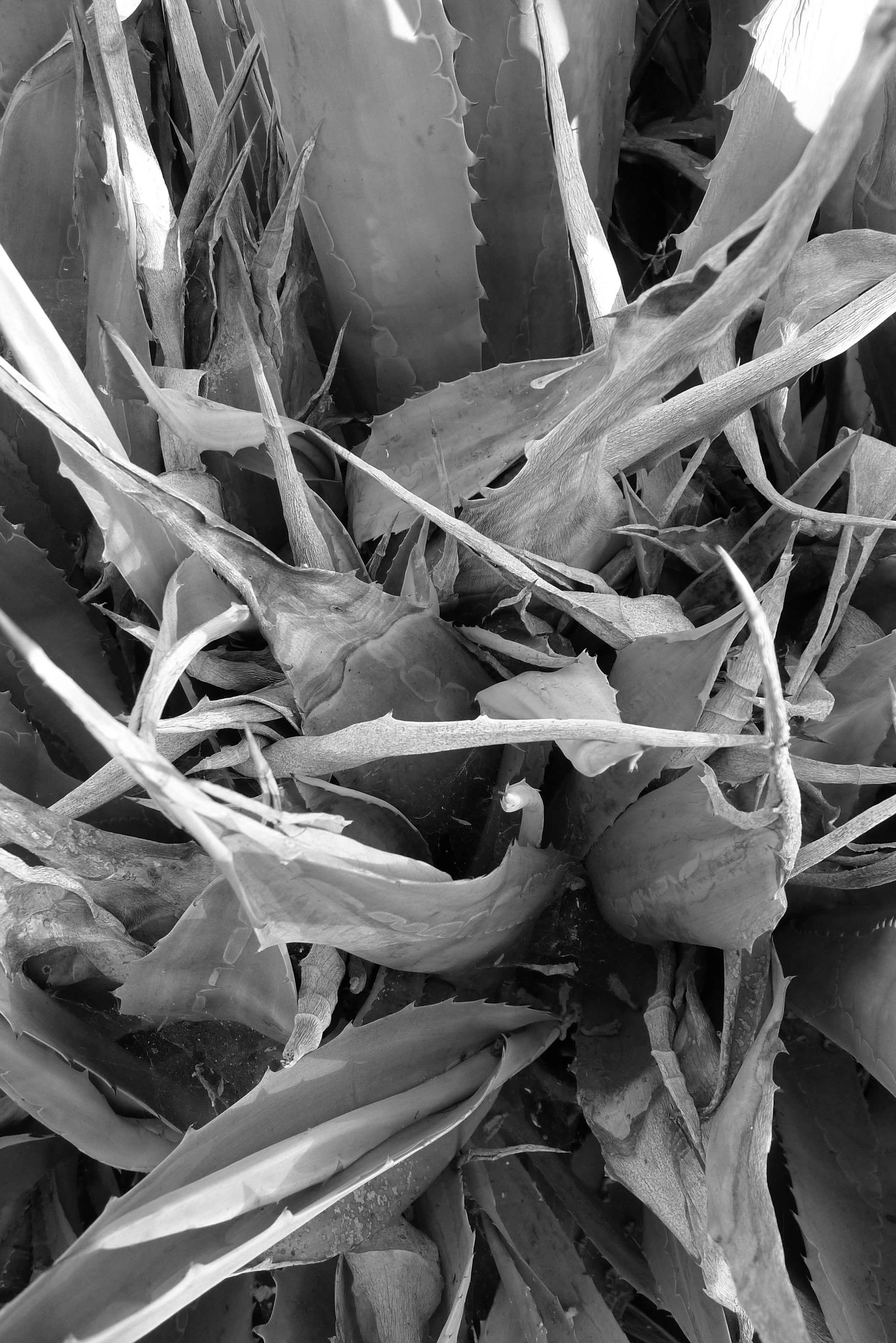 frond 2