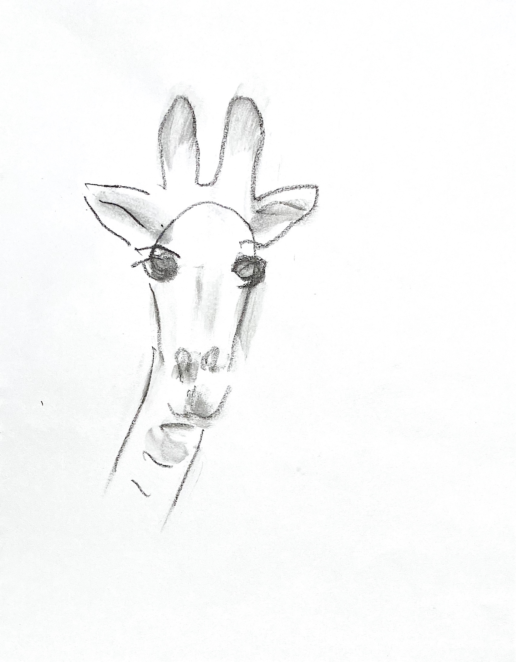 giraffe 1