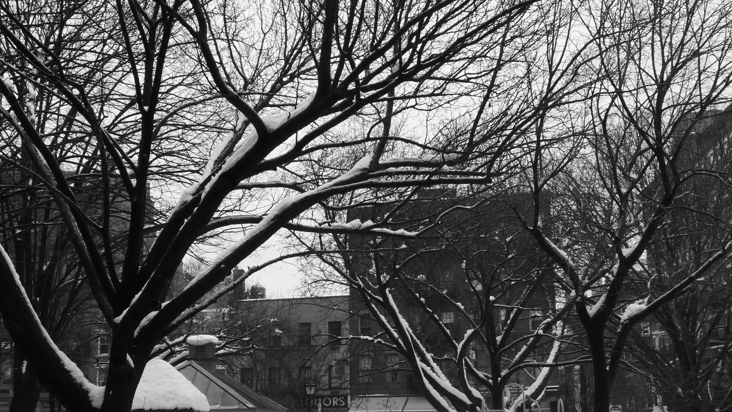 horizontal branches