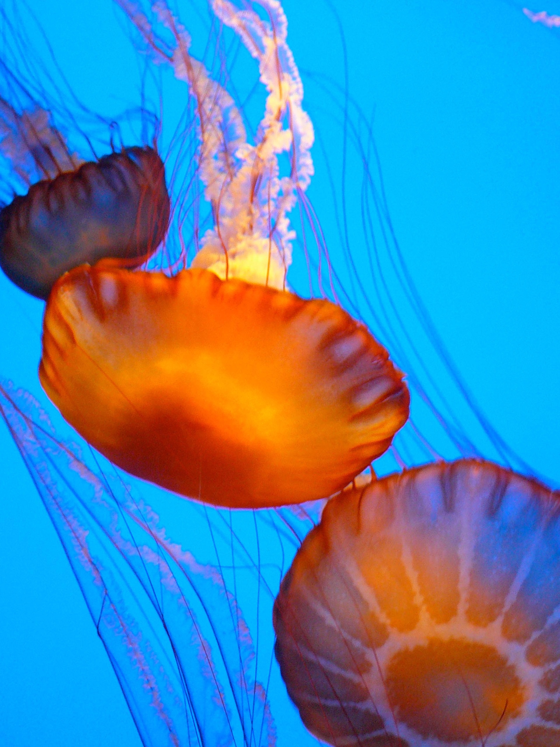 jelly 12