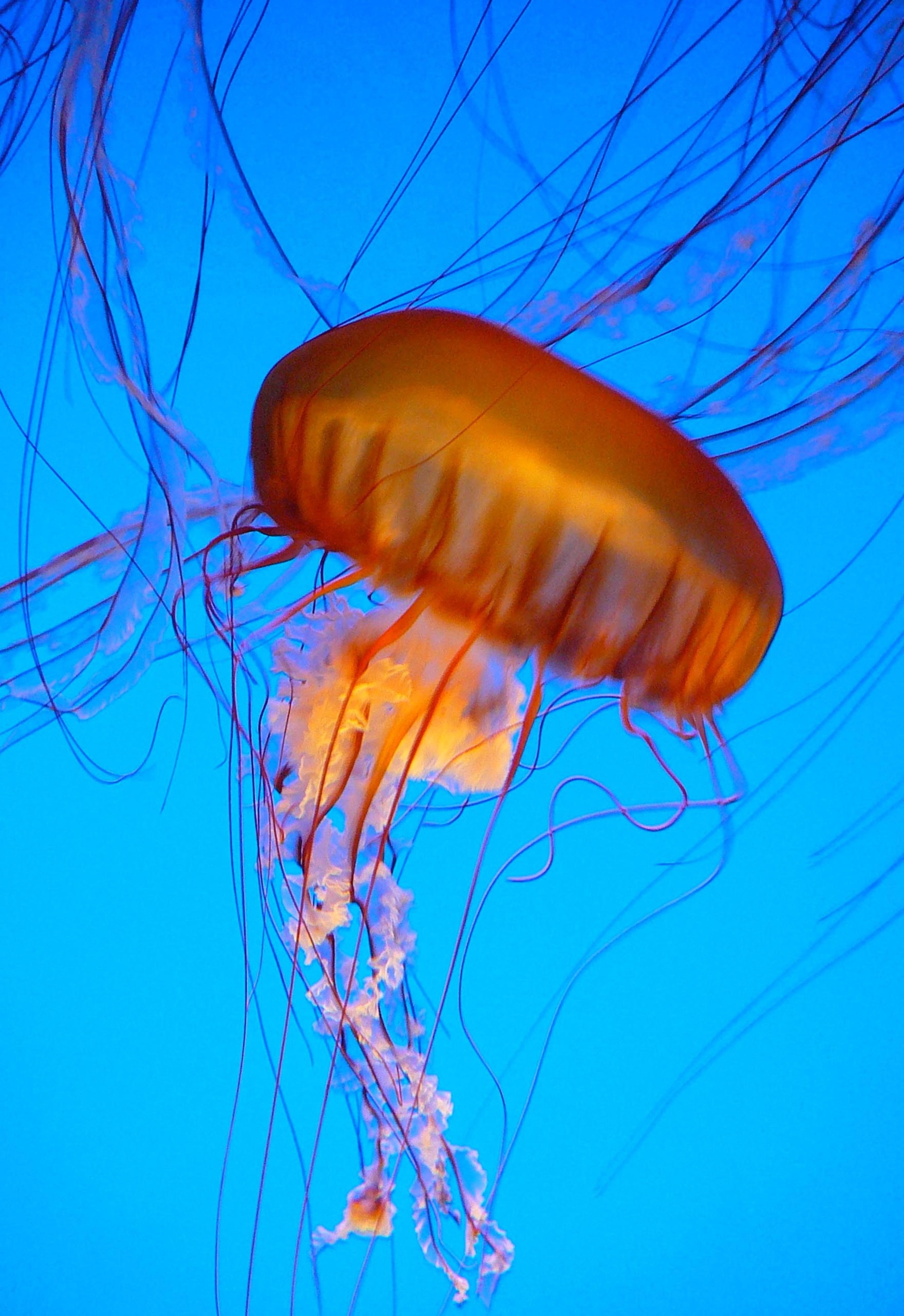 jelly 14