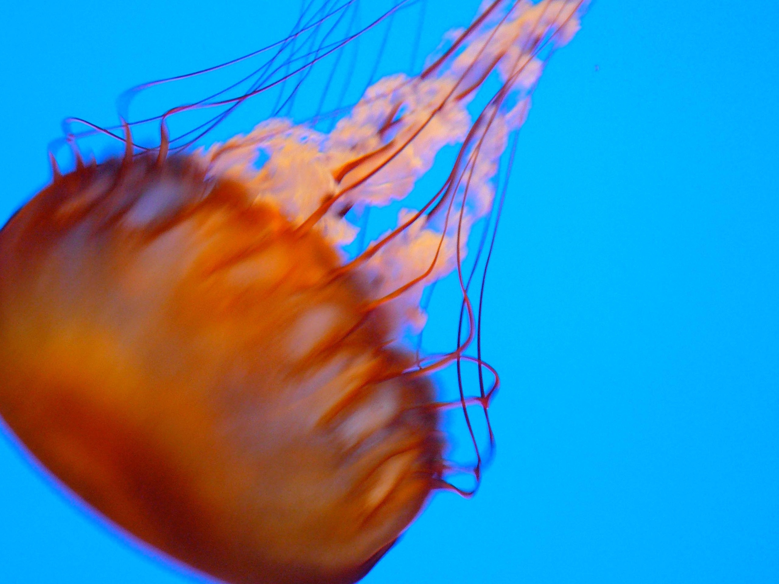 jelly 17