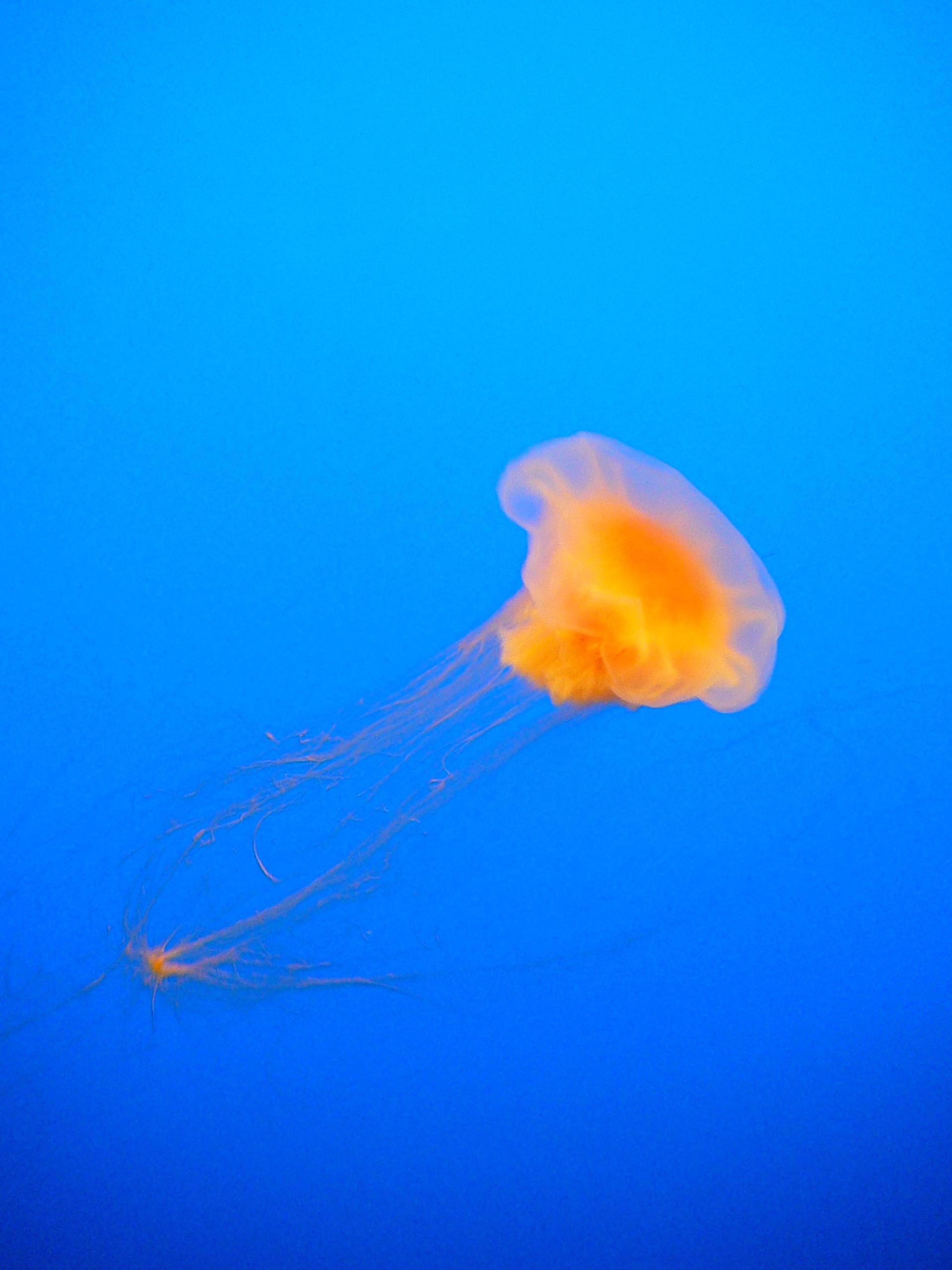 jelly 4