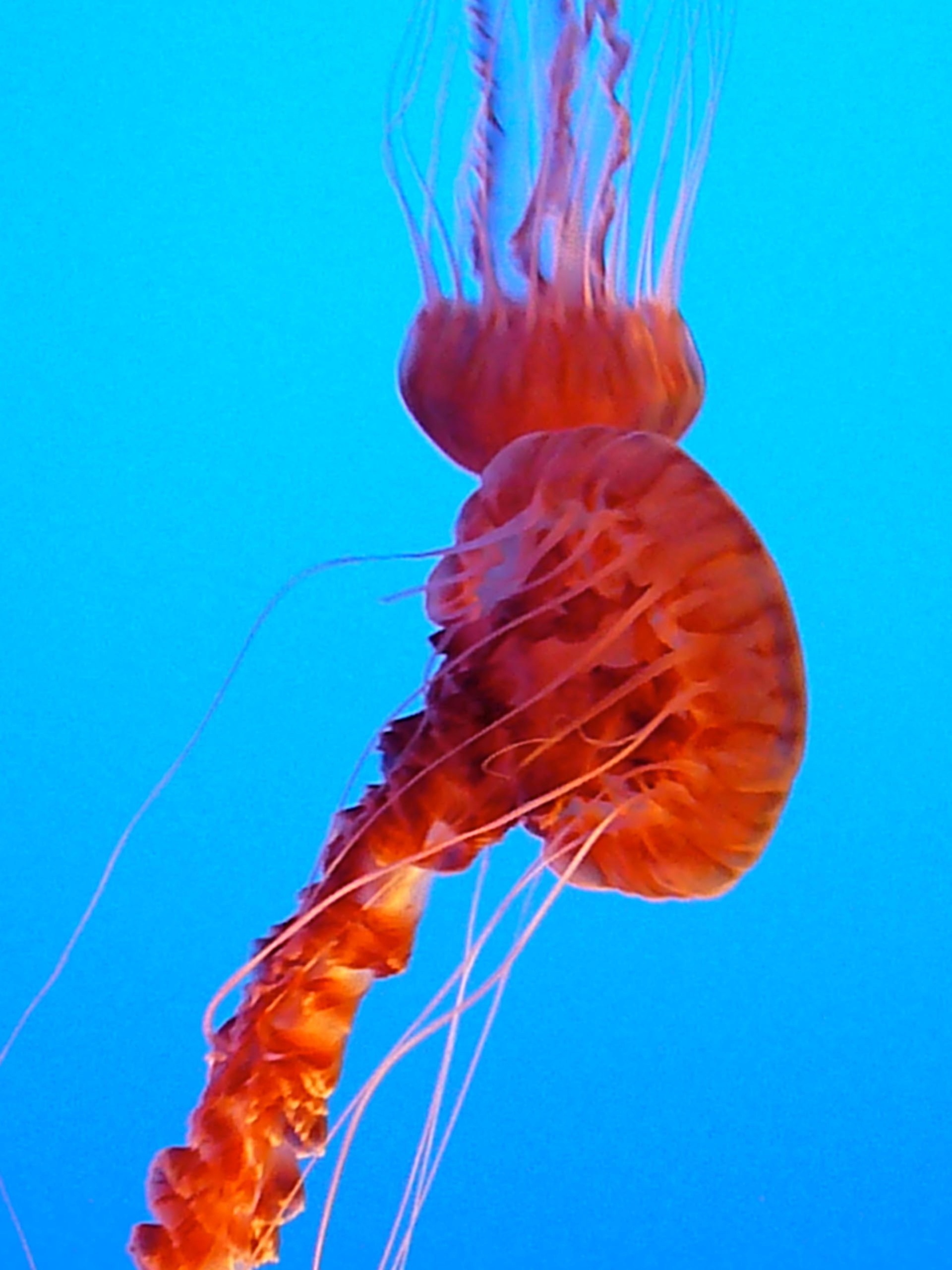 jelly 8