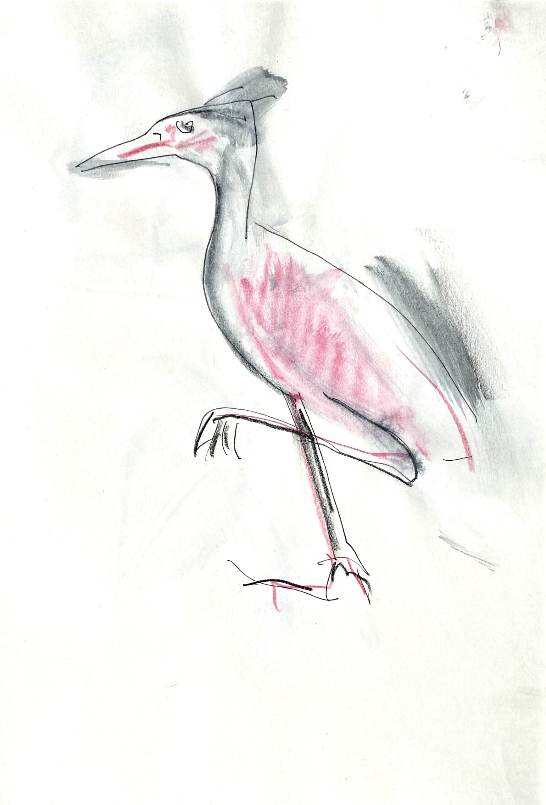 pink bird
