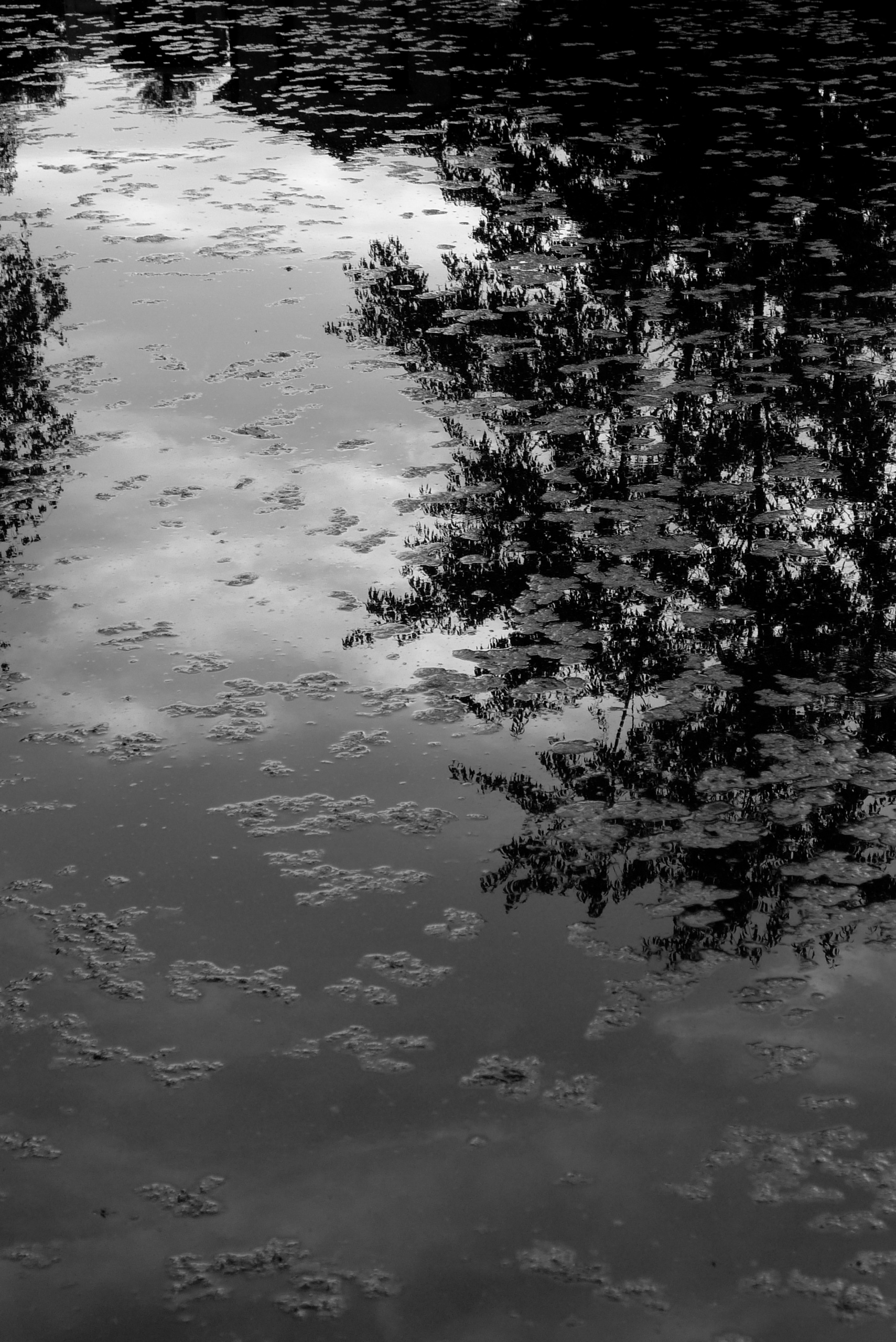 pond 4