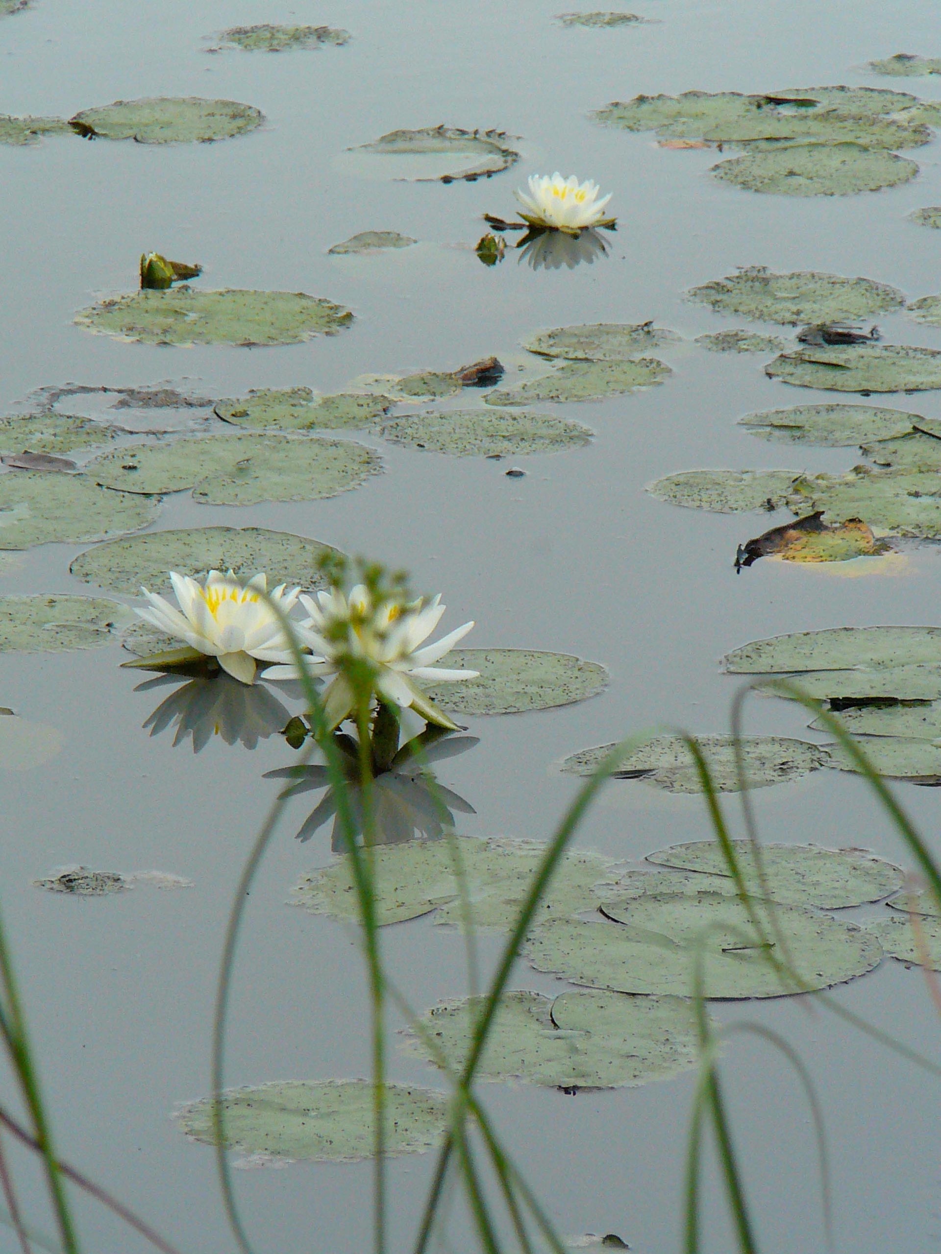 pond 5