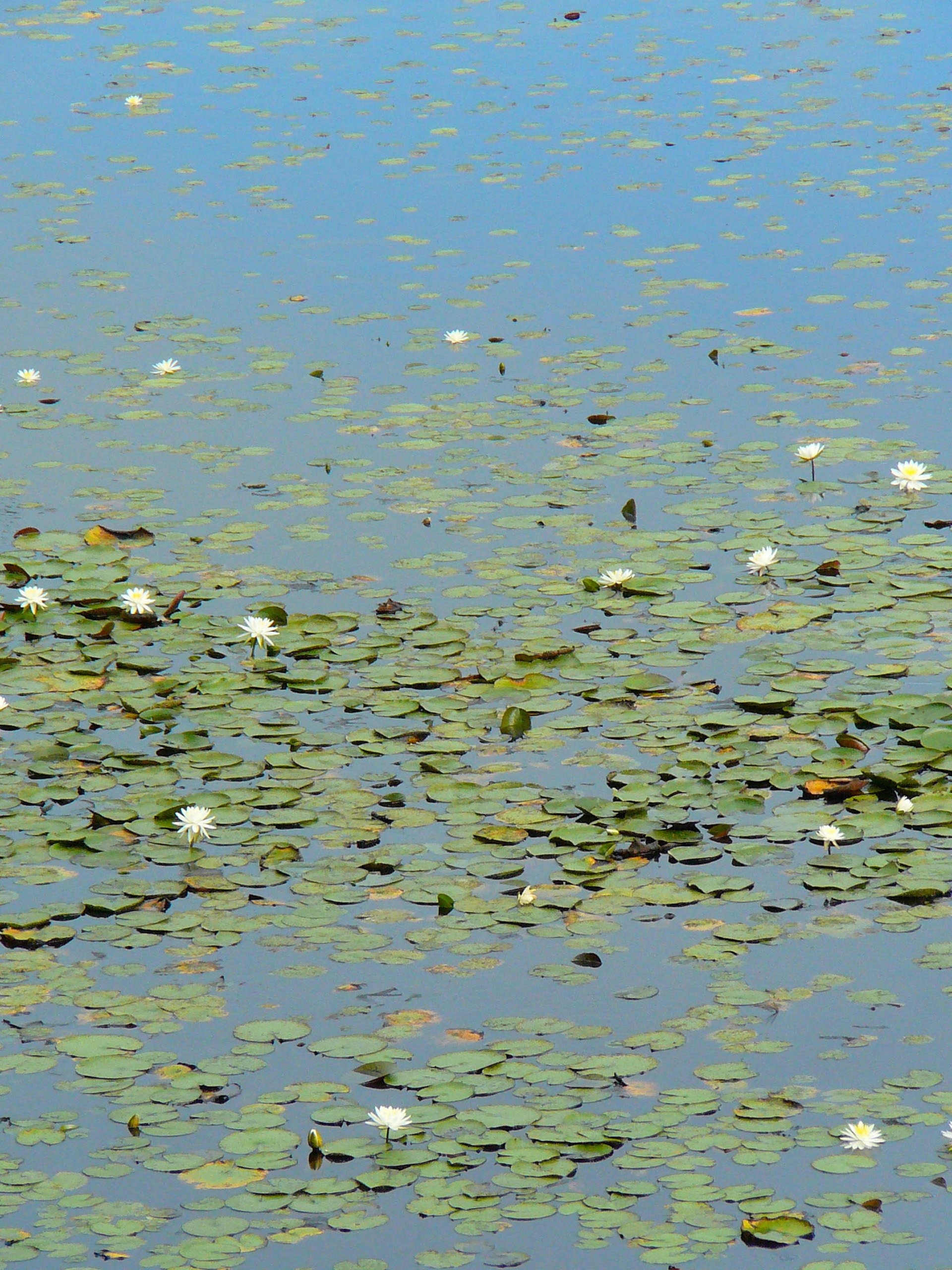 pond 6