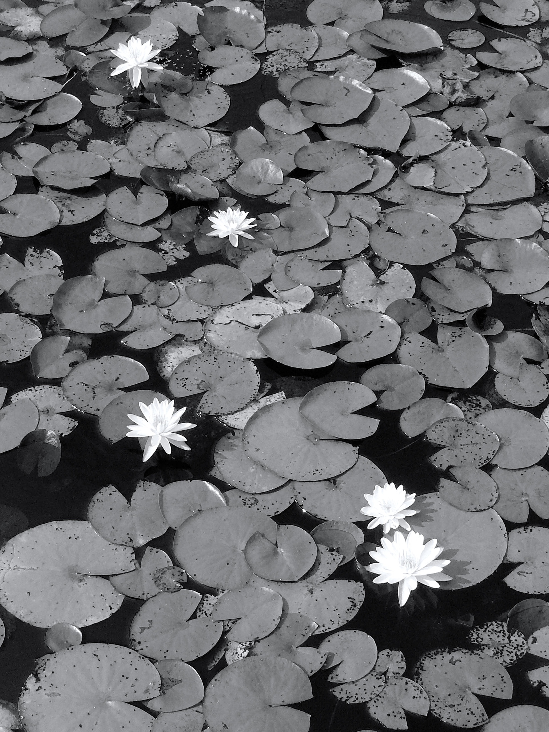pond 7