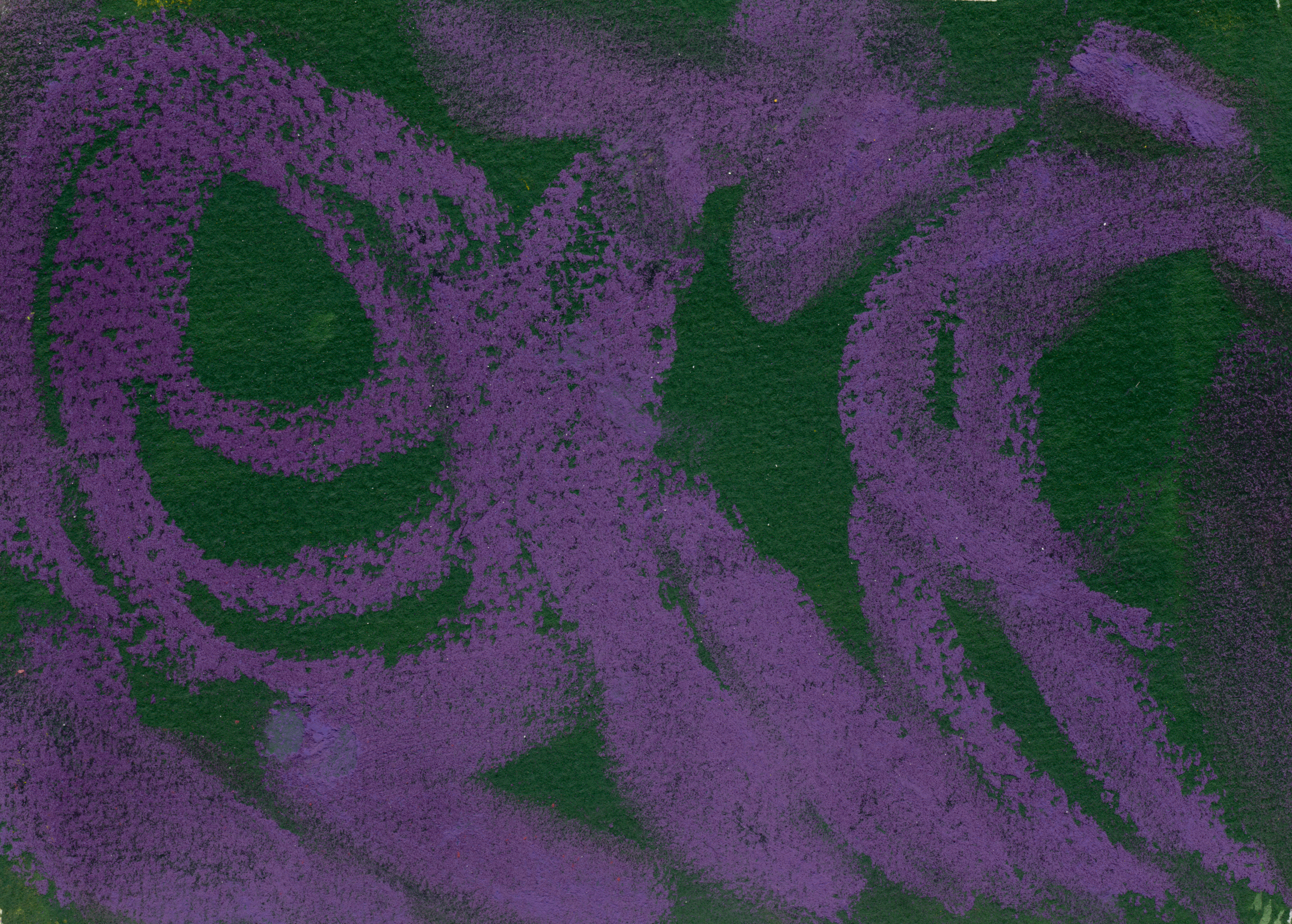 purple cosmos