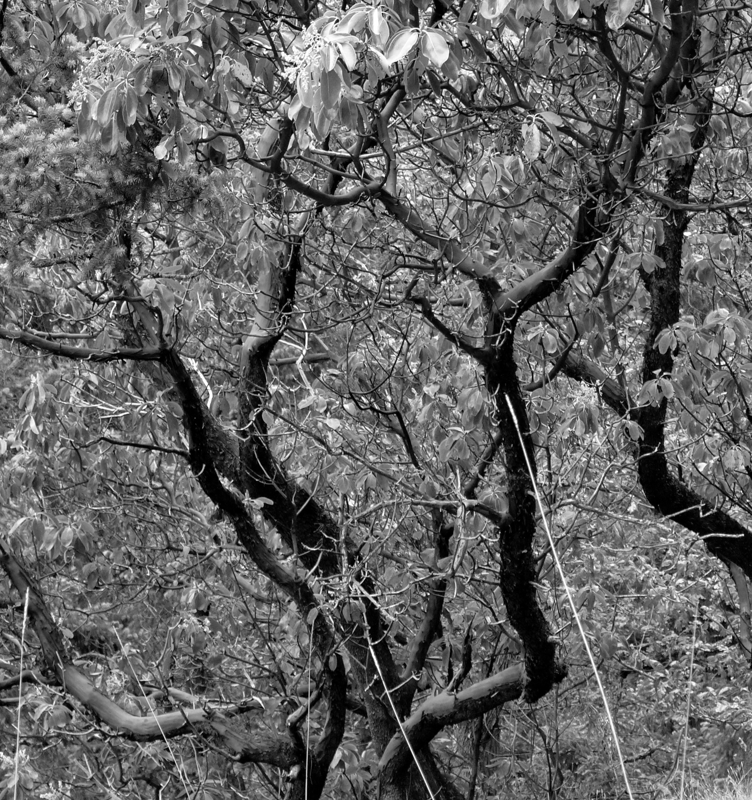 shimmering tangle