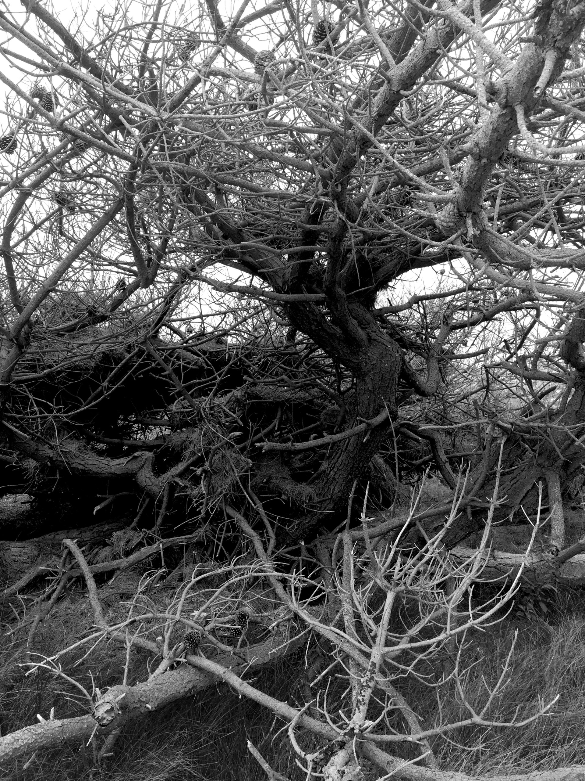 tangle 6