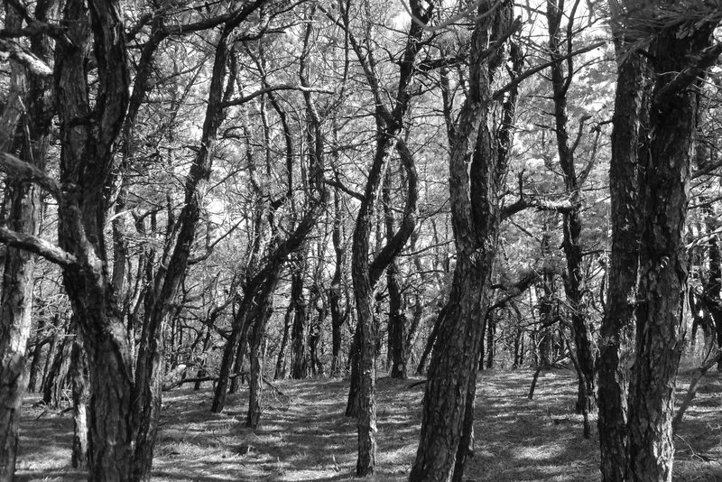 beach trail 1