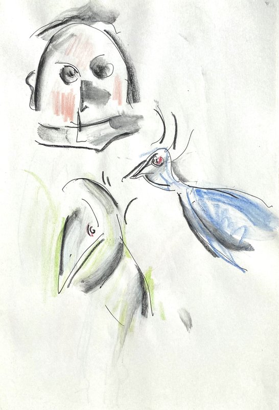 bird studies