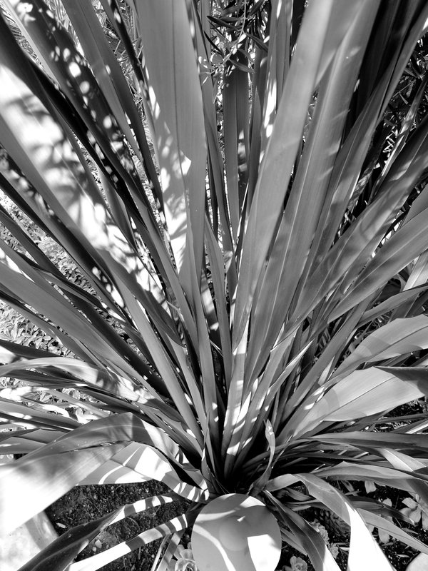 frond 1