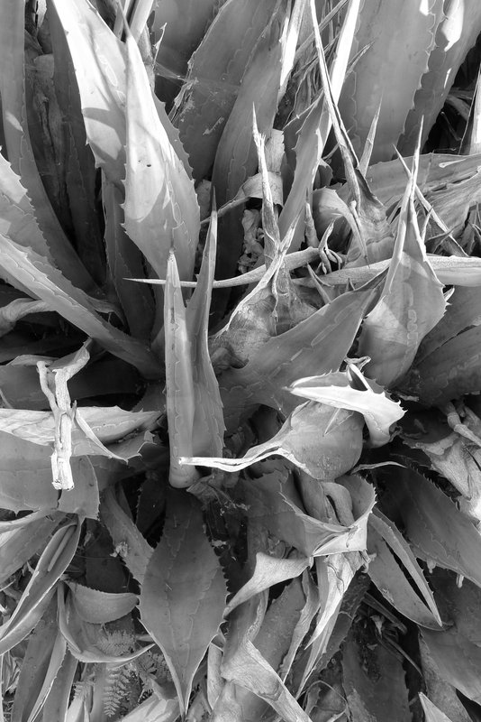 frond 4