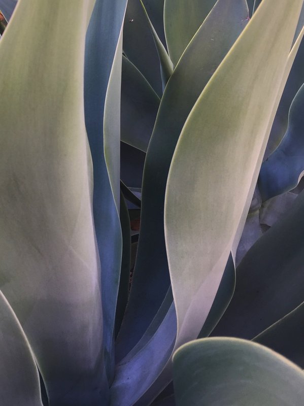 frond 5