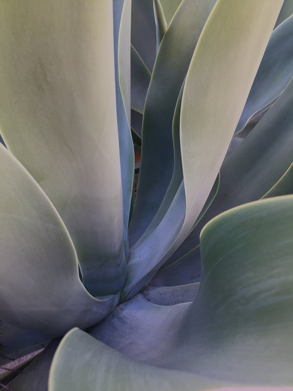 frond 6