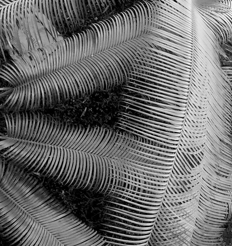 frond 8