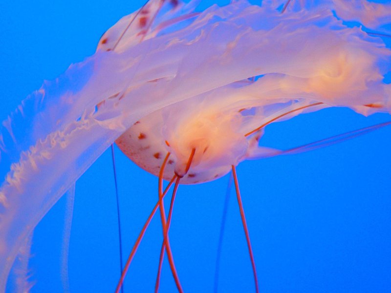 jelly 1