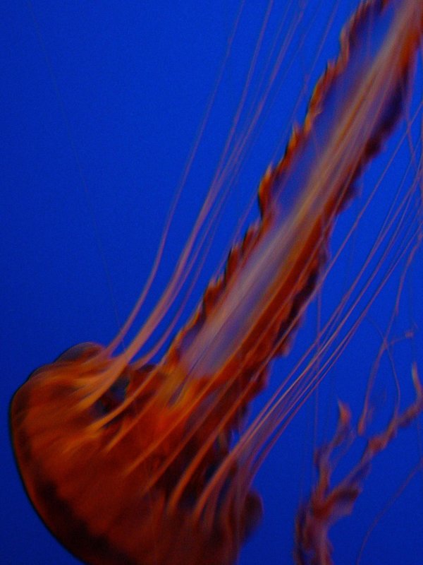 jelly 10