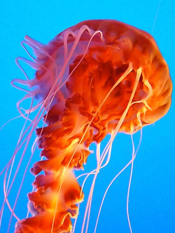 jelly 11