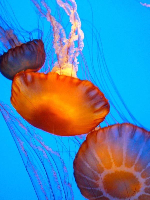 jelly 12