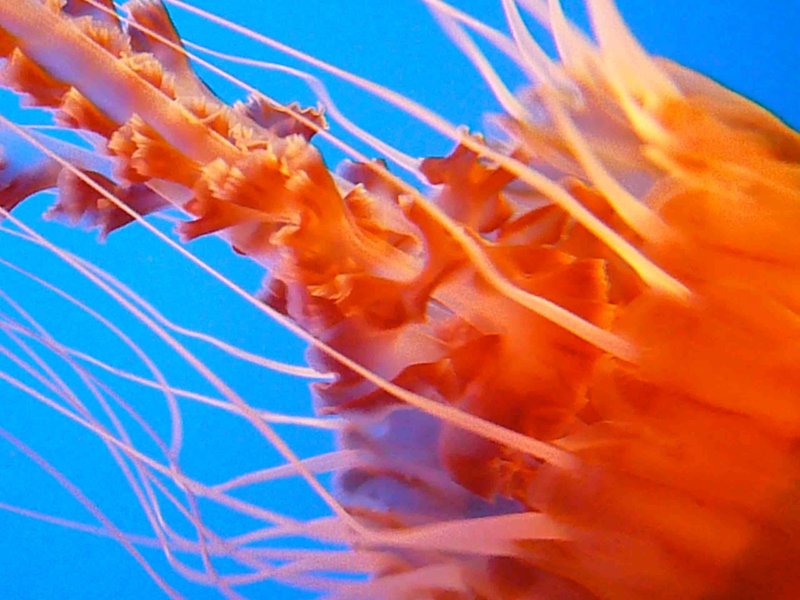 jelly 13