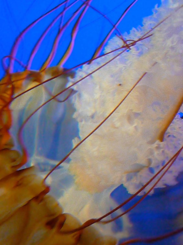 jelly 15