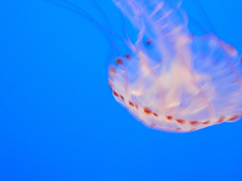 jelly 3