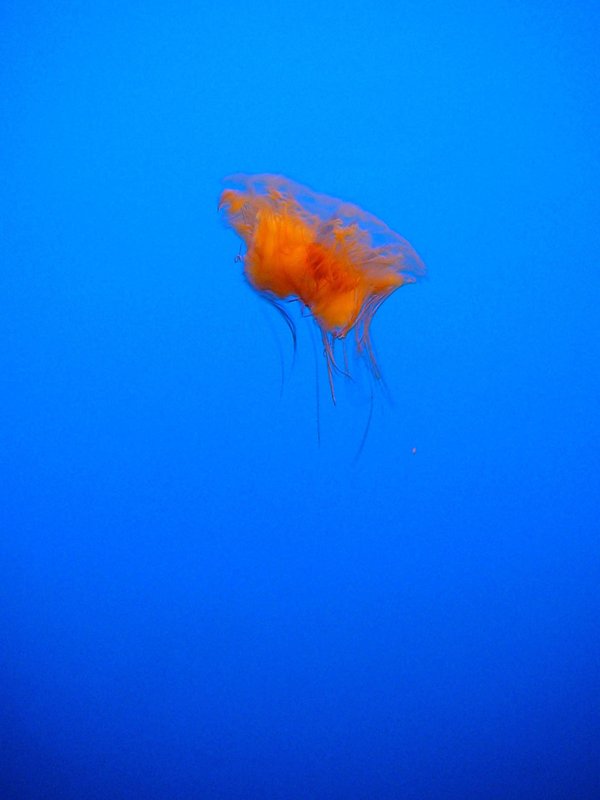 jelly 5