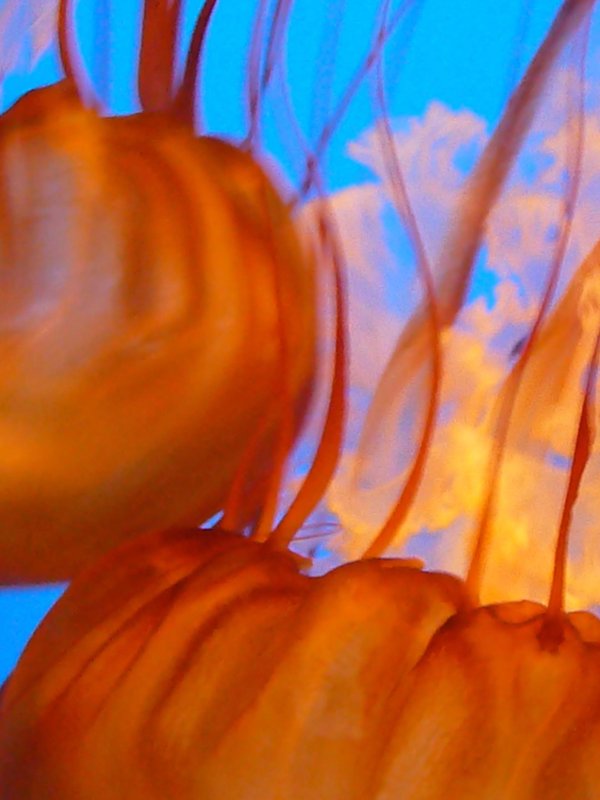 jelly 6
