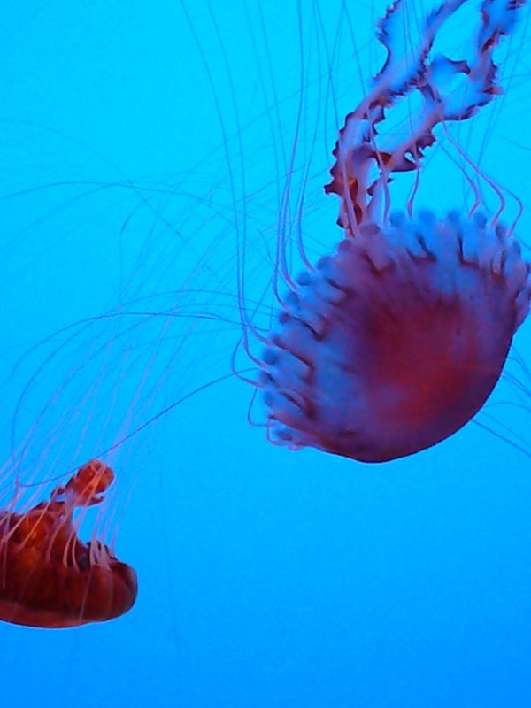 jelly 7