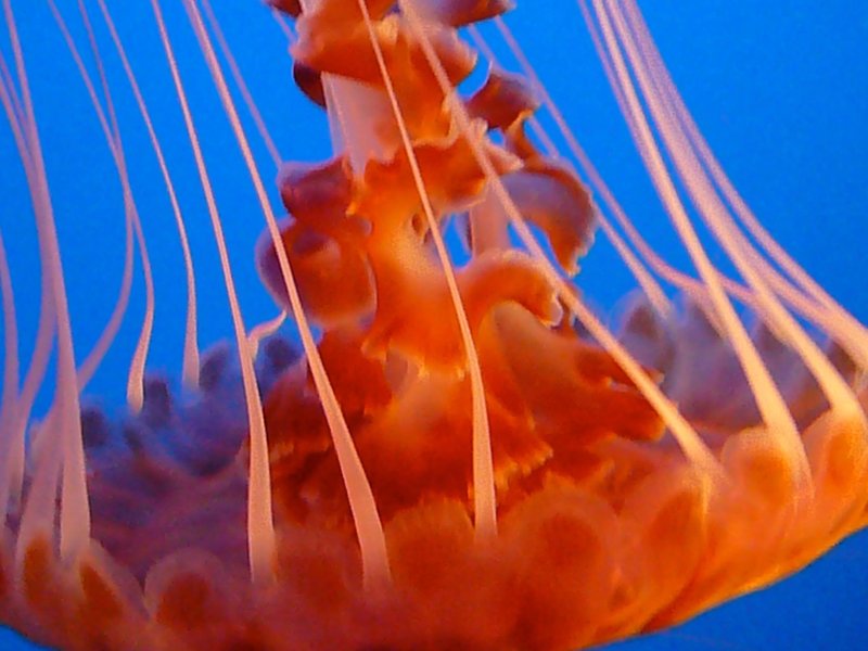 jelly 9