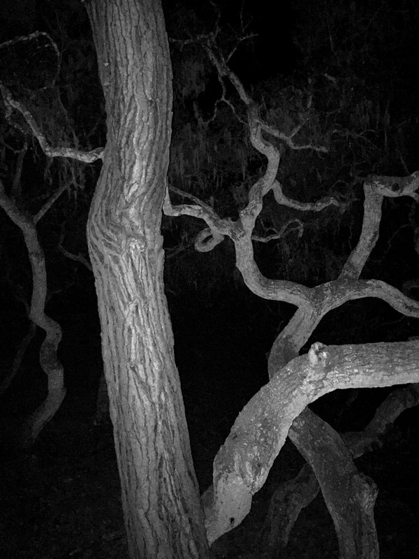 night tangle 1